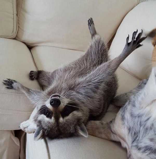 raccoon-a1