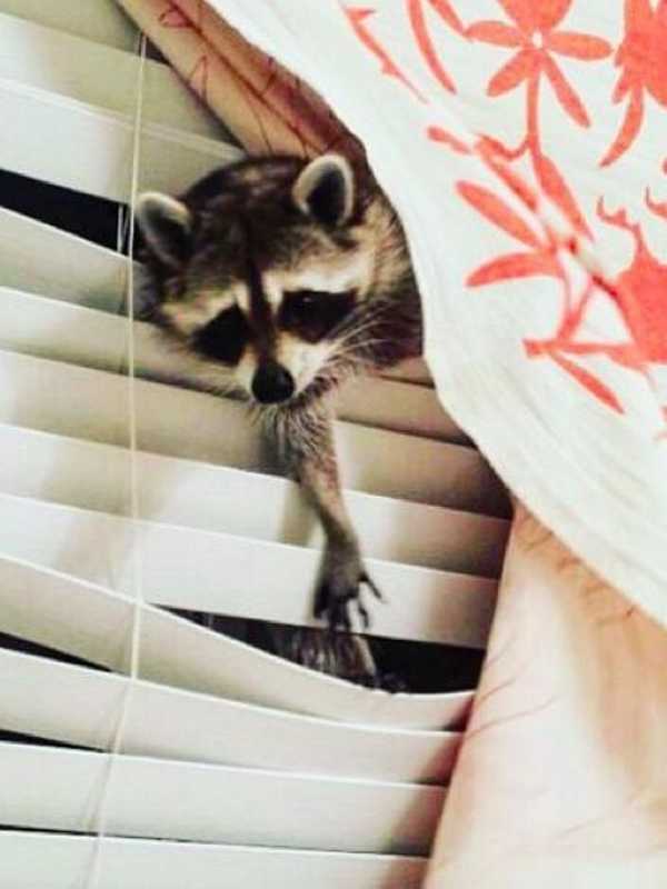 raccoon-a3