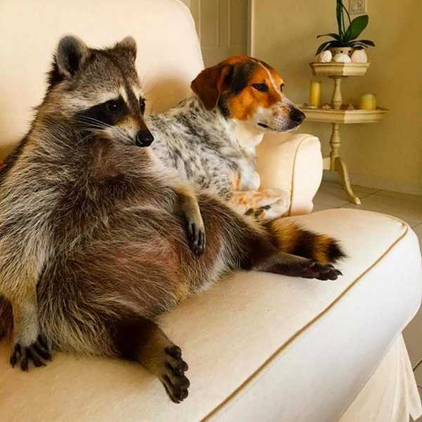 raccoon-a4