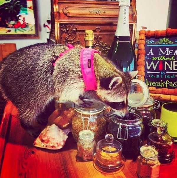 raccoon-a6