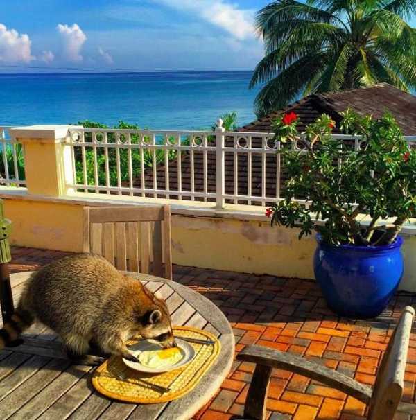 raccoon-a9