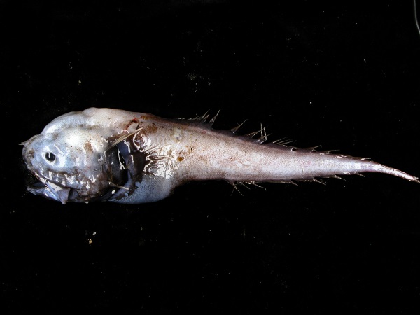 assfish_2