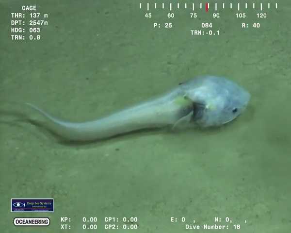 assfish_5