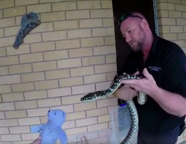 snake-teddy-bear-12