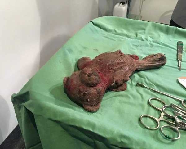 snake-teddy-bear-7