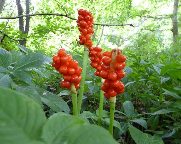 cuckoo-pint