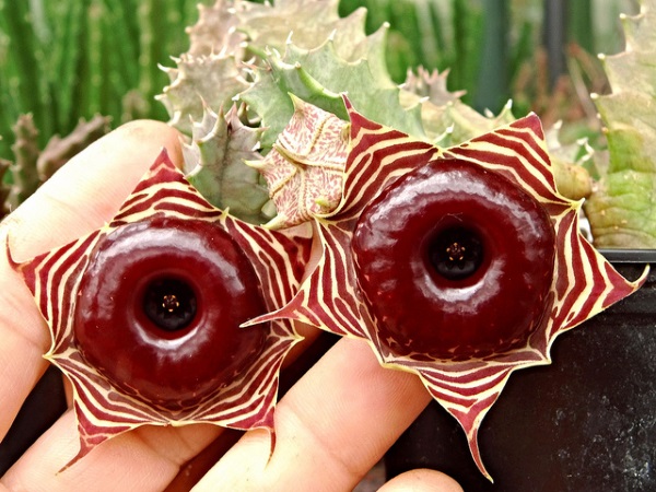 Scents Of Doubt: The World’s 12 Smelliest Plants