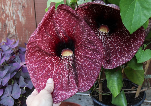 Scents Of Doubt: The World’s 12 Smelliest Plants