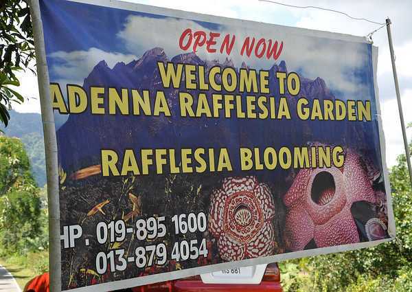 rafflesia-1
