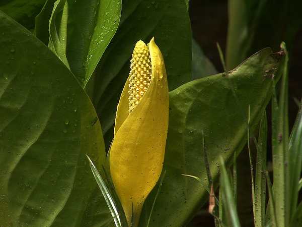 skunk-cabbage-1