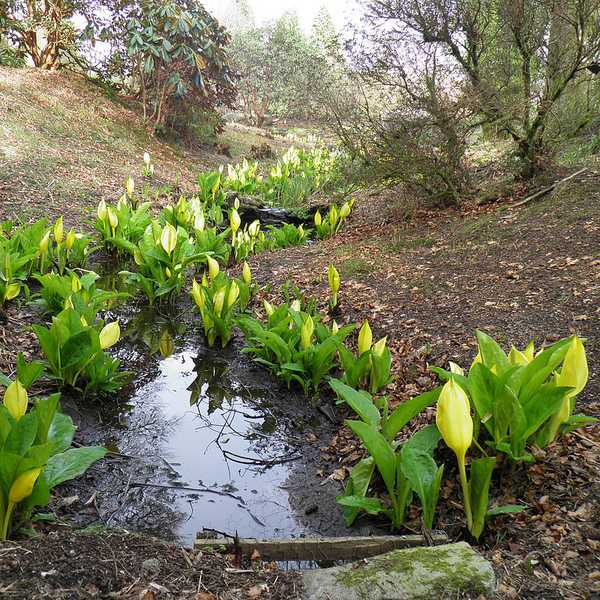 skunk-cabbage-2