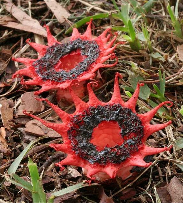 starfish-fungus-aseroe