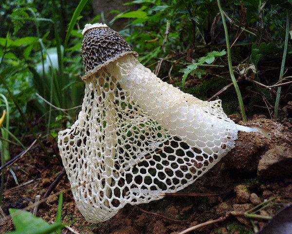 Scents Of Doubt: The World’s 12 Smelliest Plants