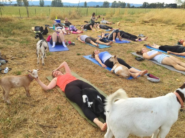 goat-yoga-1