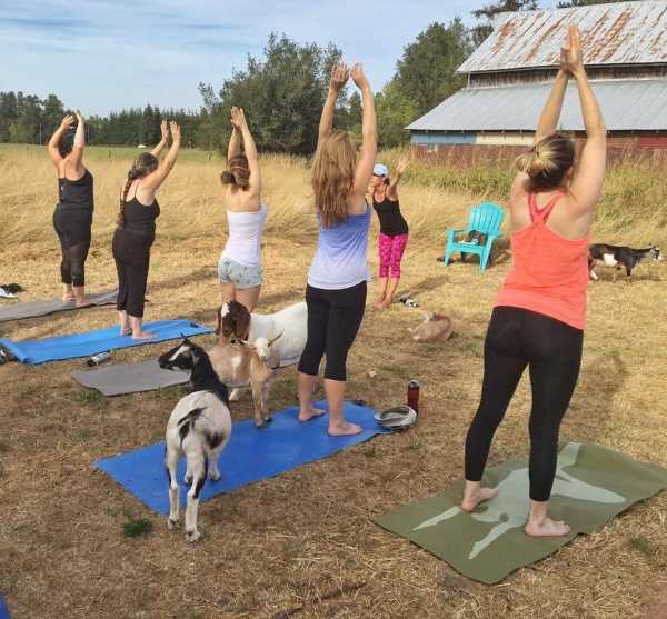 goat-yoga-3a