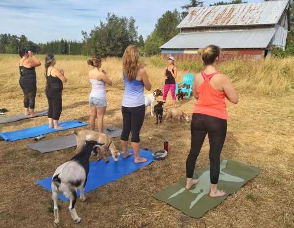 goat-yoga-3b