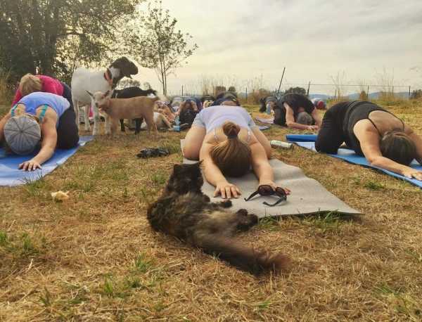 goat-yoga-4