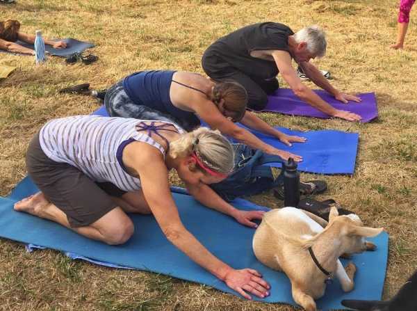 goat-yoga-5a