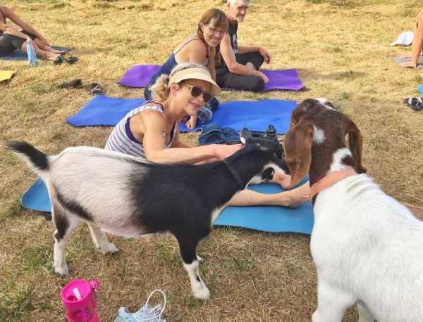 goat-yoga-5b