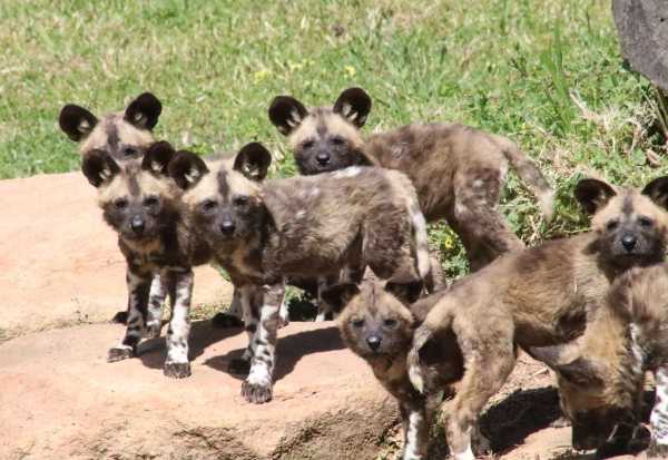 wild-dog-pups-1