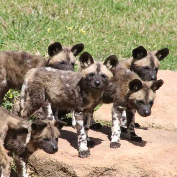 wild-dog-pups-2