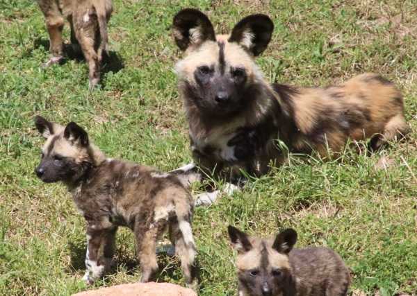 wild-dog-pups-3