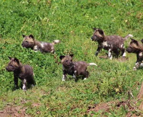 wild-dog-pups-4