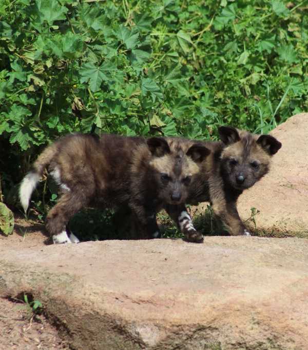 wild-dog-pups-5