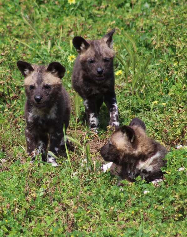 wild-dog-pups-6
