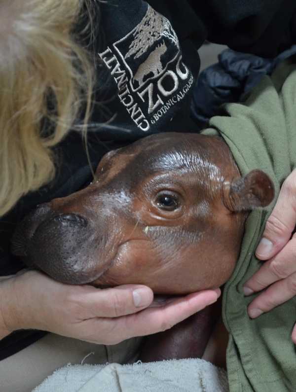 baby-hippo-2