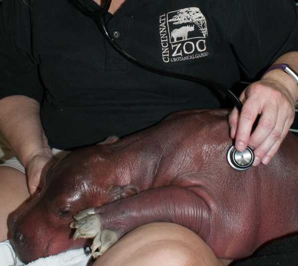 baby-hippo-3