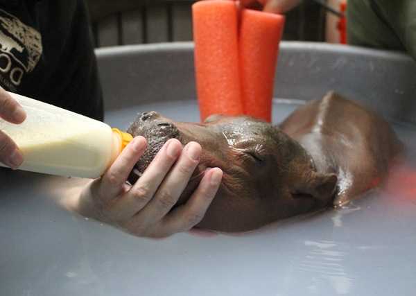 baby-hippo-6