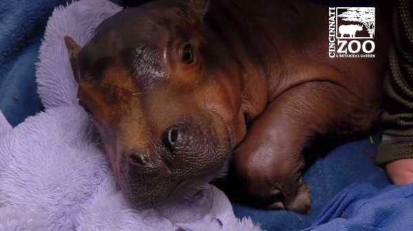 baby-hippo-8