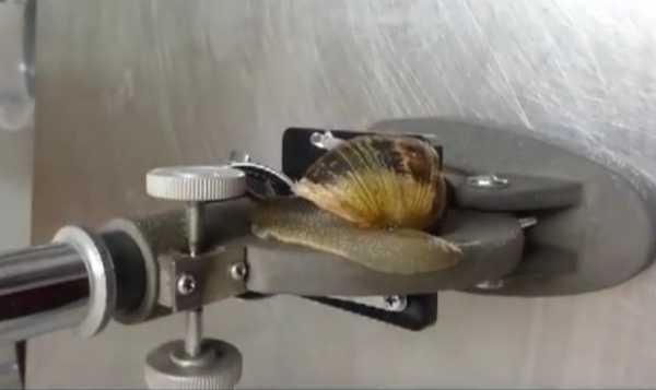 snail-shell-repaired-12