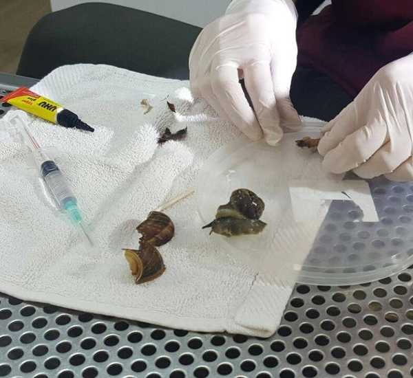 snail-shell-repaired-2