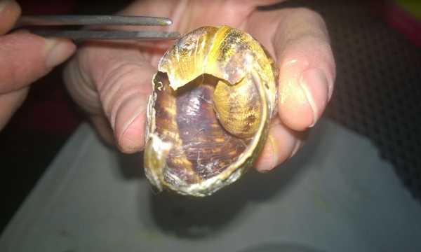 snail-shell-repaired-3