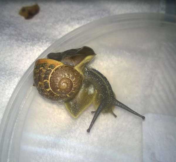 snail-shell-repaired-4
