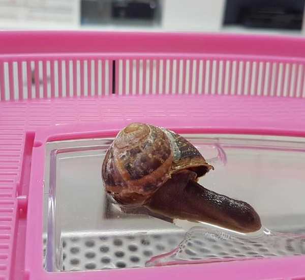 snail-shell-repaired-6
