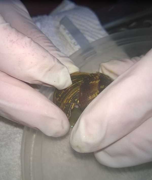 snail-shell-repaired-8