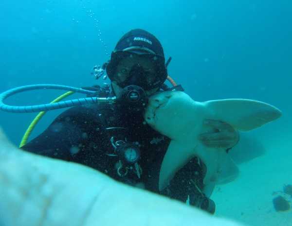 shark-diver-friendship-2