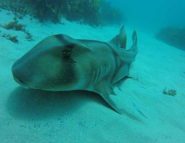 shark-diver-friendship-3