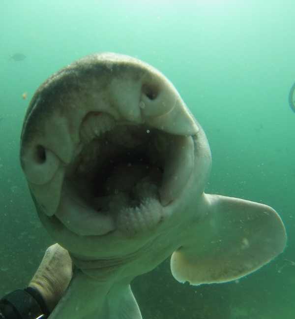 shark-diver-friendship-5