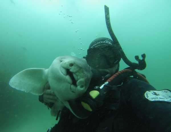 shark-diver-friendship-7