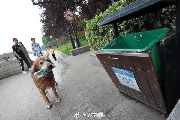 china-golden-retriever-cleans-river-1