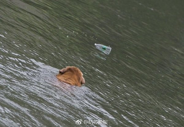 china-golden-retriever-cleans-river-3