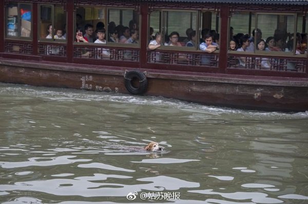 china-golden-retriever-cleans-river-4