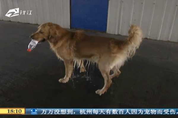 china-golden-retriever-cleans-river-5