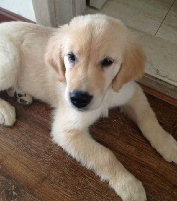 china-golden-retriever-cleans-river-9