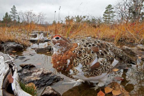 2017-wildlife-birds-1