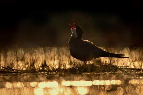 2017-wildlife-birds-2